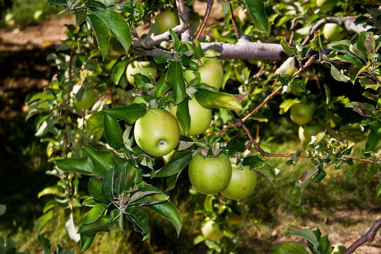 Slika Jabuke Granny Smith